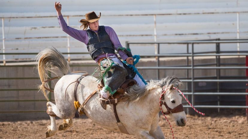 Rodeo cowboy and wild horse