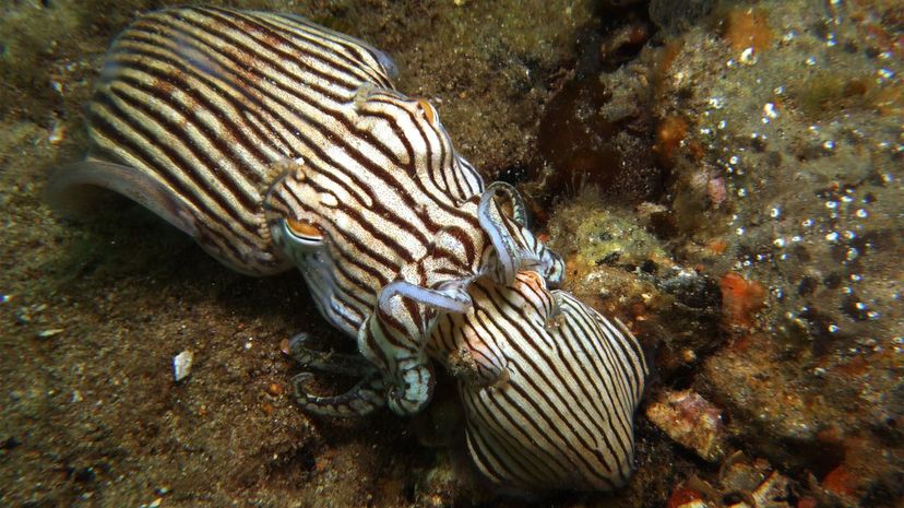 Striped Pajama Squid