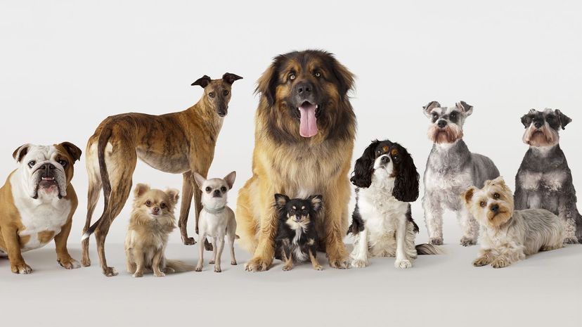 Can You Identify the 40 Most Popular Dog Breeds in America?