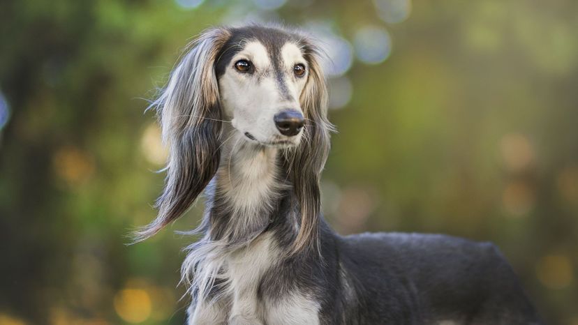 Saluki