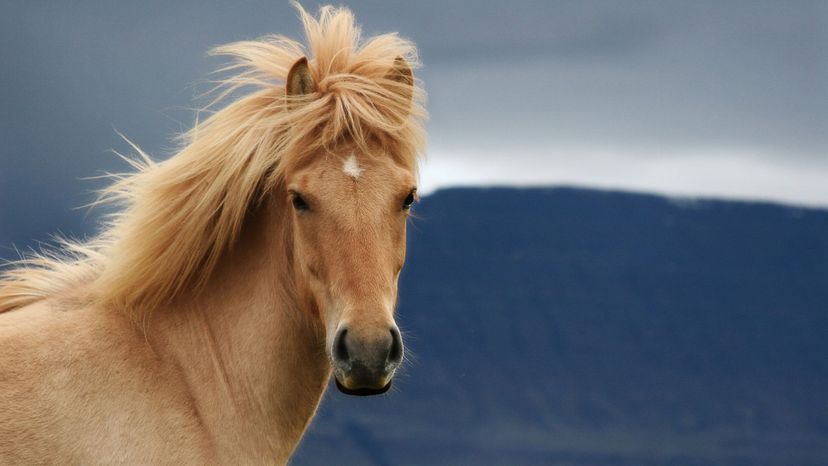 The Ultimate Horse Breed Identification Quiz