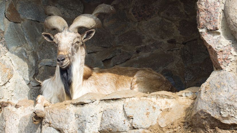 Markhor Screw Horned Goat