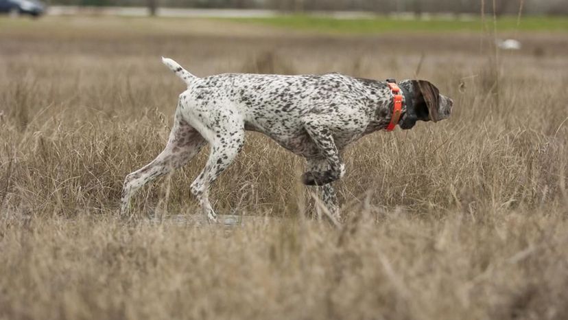 German Shorthair Pointers