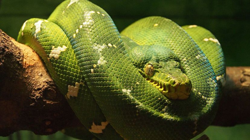 Emerald Tree Boa