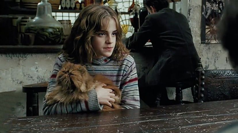 3_Hermione-Holding-Cat-2