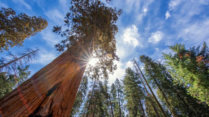 2 Giant sequoia
