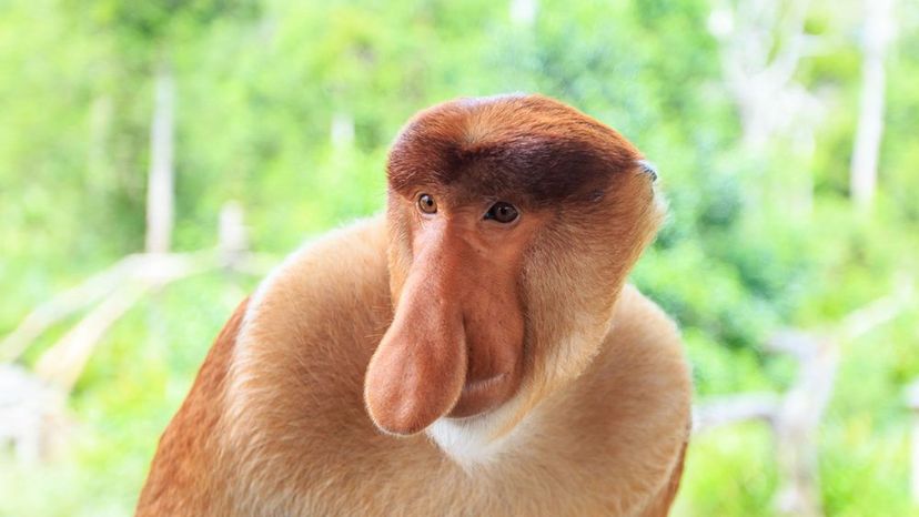 proboscis monkey