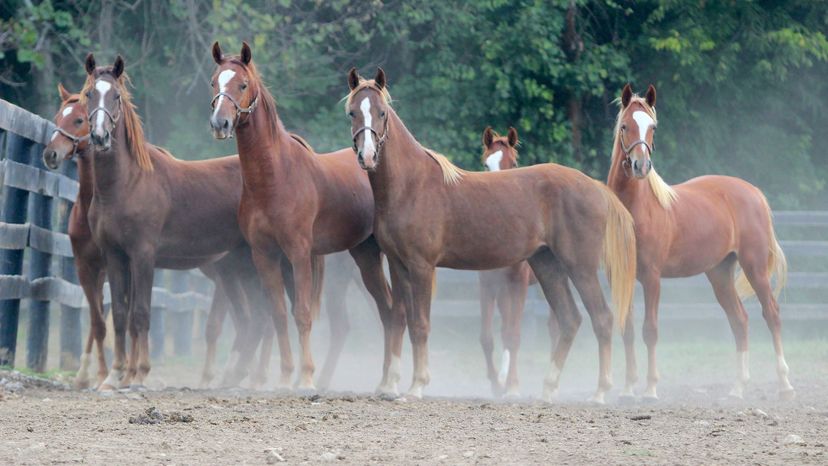 American Saddlebred