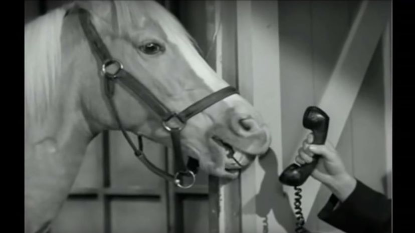 Mister Ed Allan Lane