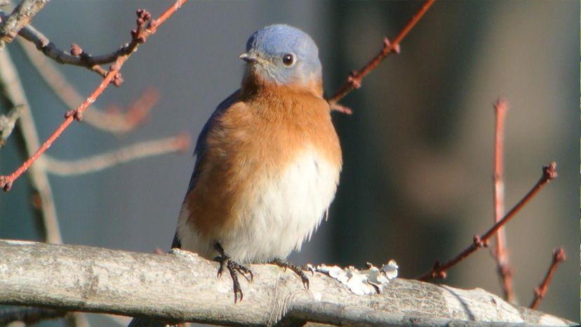 Eastern Bluebird