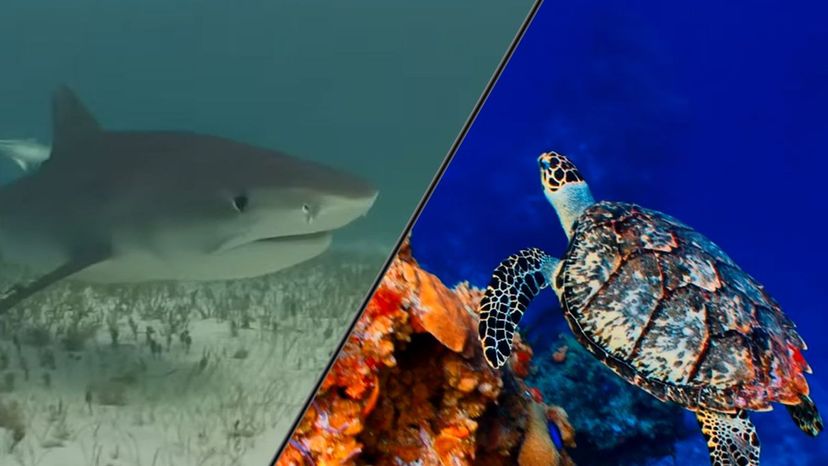 Bull Sharks and Turtle