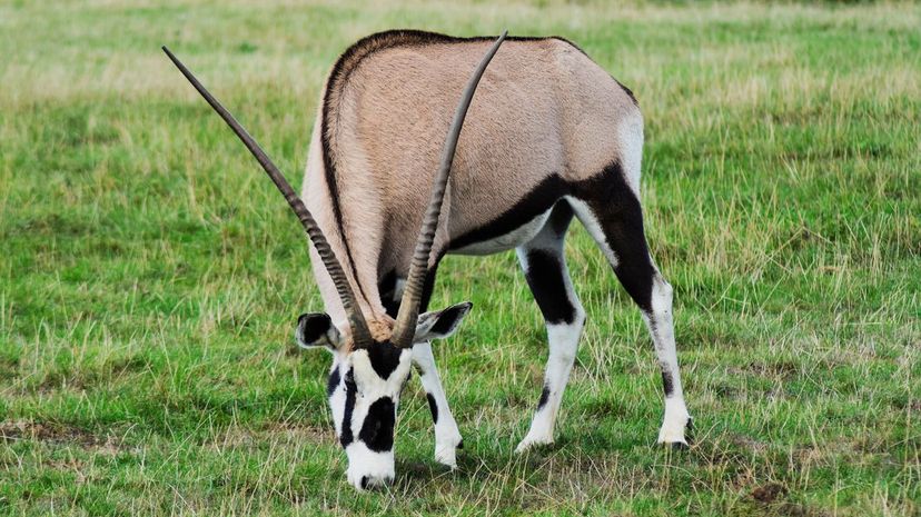 Gemsbok