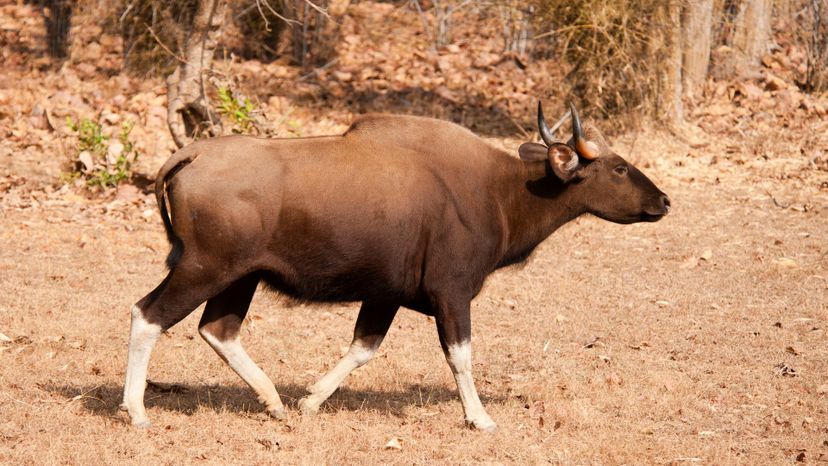 Asian gaur