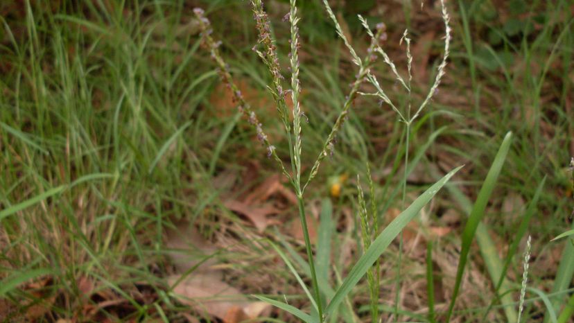 Common Couch Grass