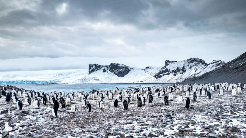 Antarctica