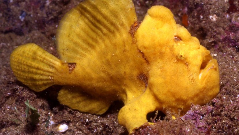 FROGFISH