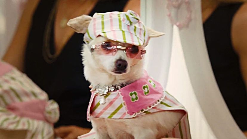 Beverly Hills Chihuahua 2008 - Chloe