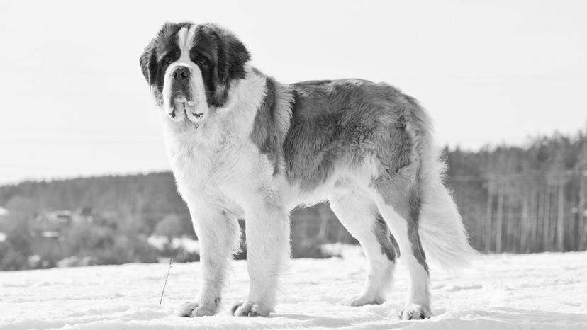 St. Bernard