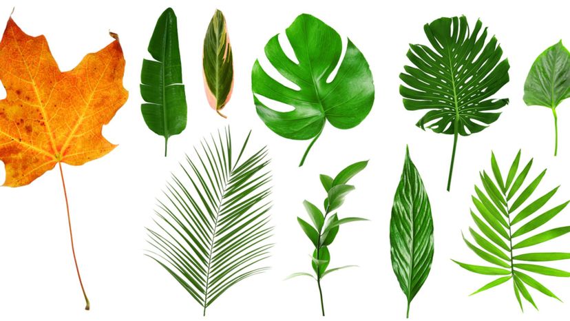 How Many Trees Can You Identify By Their Leaves Alone?