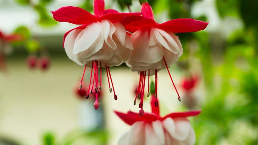 21 Fuchsia GettyImages-1077132528