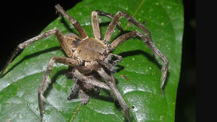 Brazilian Wandering Spider