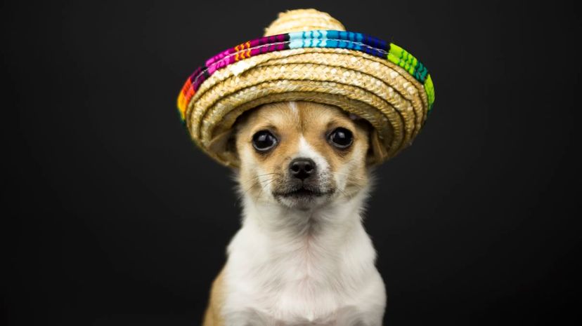 #6 Chihuahua
