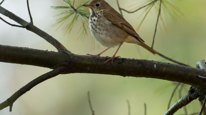 Hermit Thrush