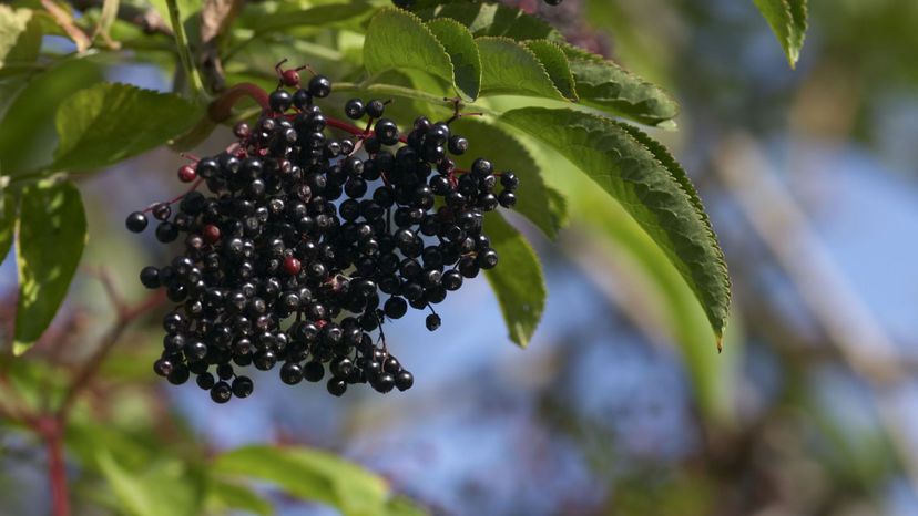 Elderberry