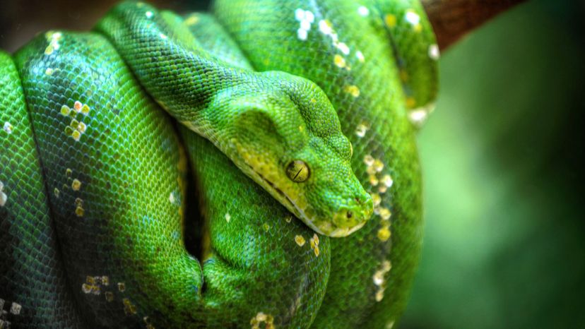 Green tree python