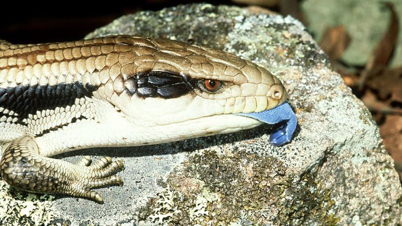 Blue-Tongued Skink