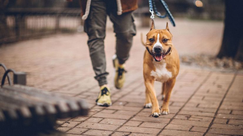 Dog on walk