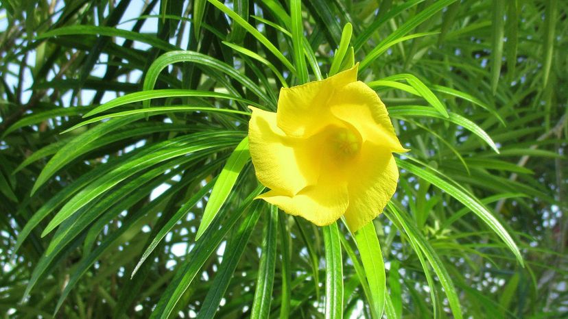 Oleander (cascabela thevetia)