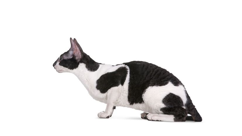 Cornish Rex