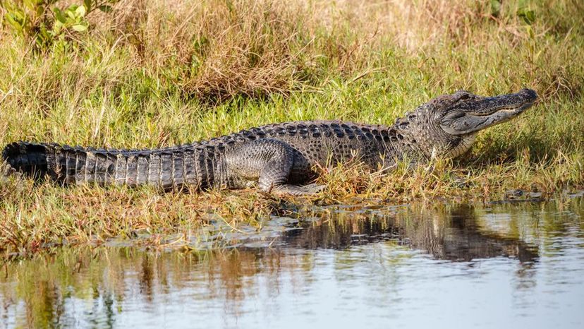 American Alligator