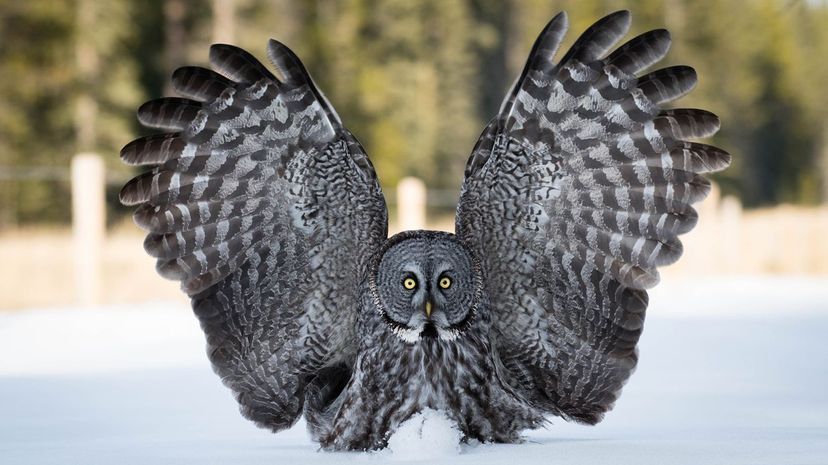 Great grey owl