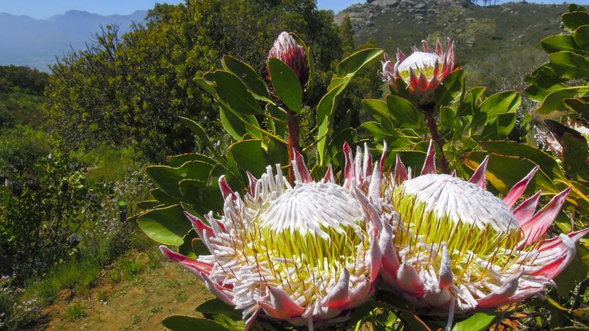 Proteas