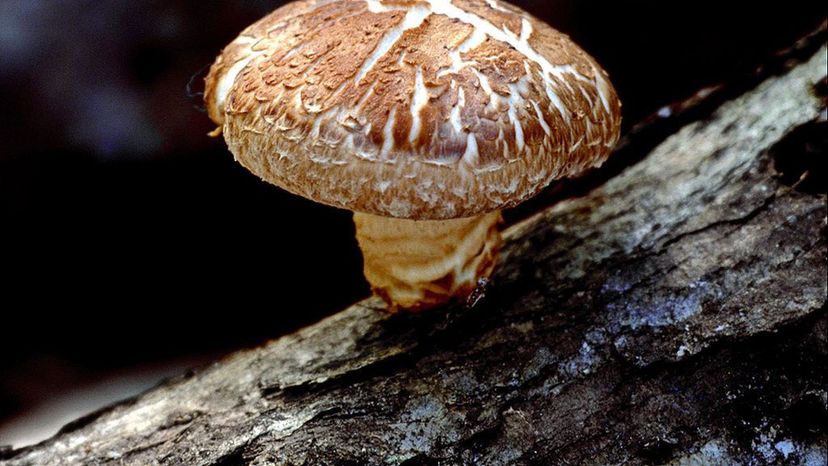 Shiitake Mushroom