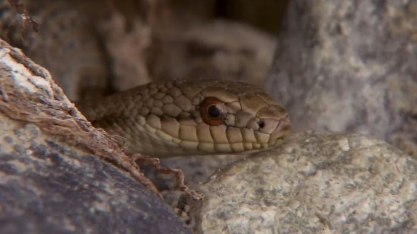 Himalayan keelback