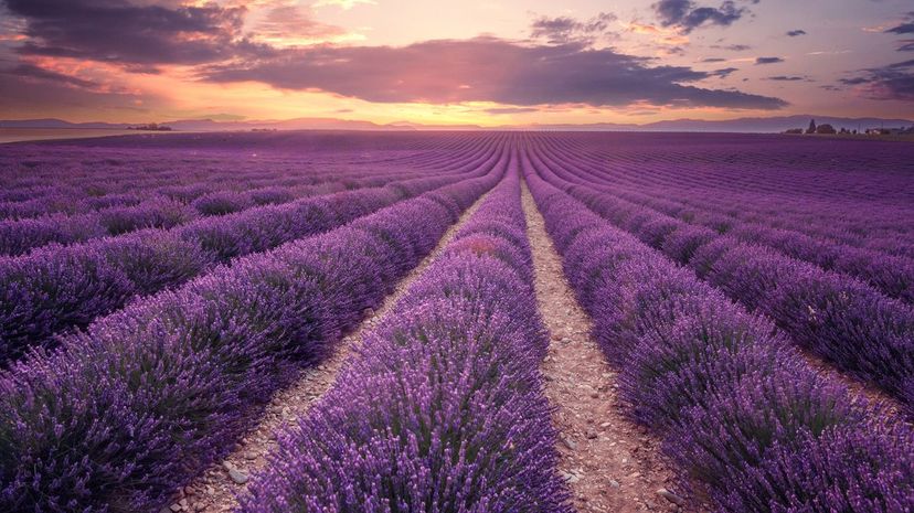 Plateau de Valensole