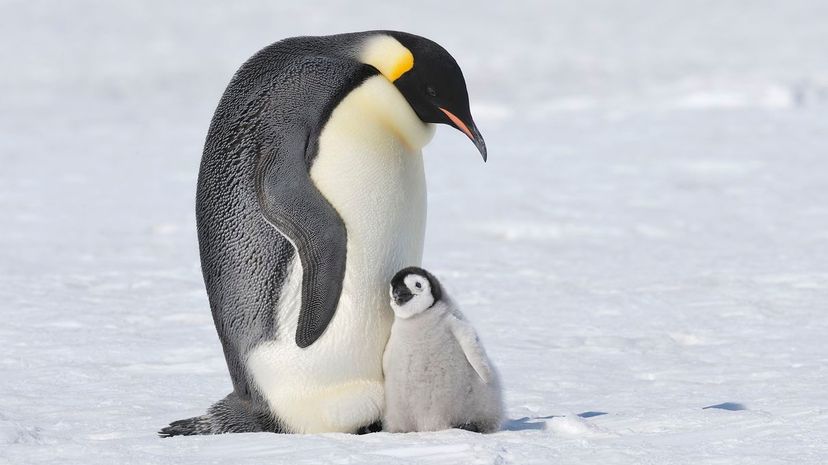 Emperor penguin