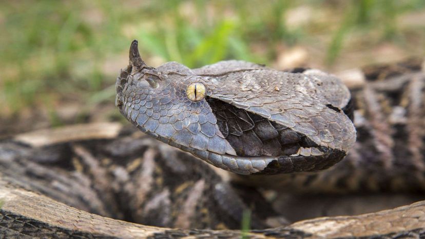 Gaboon Viper