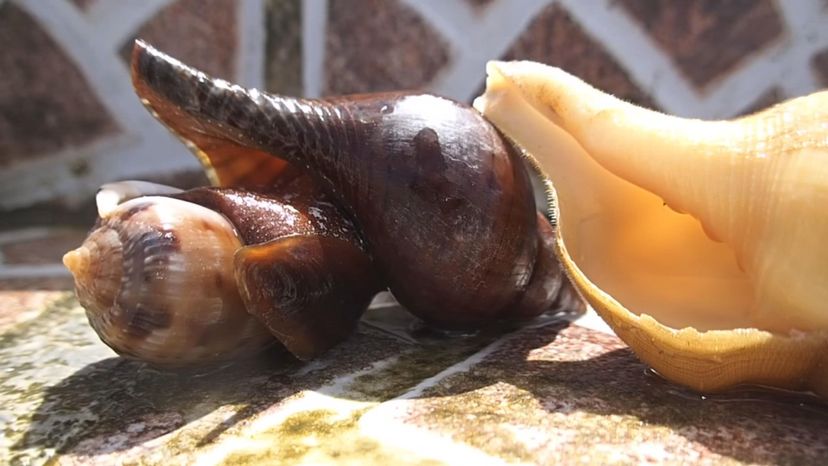 disc cannibal snail