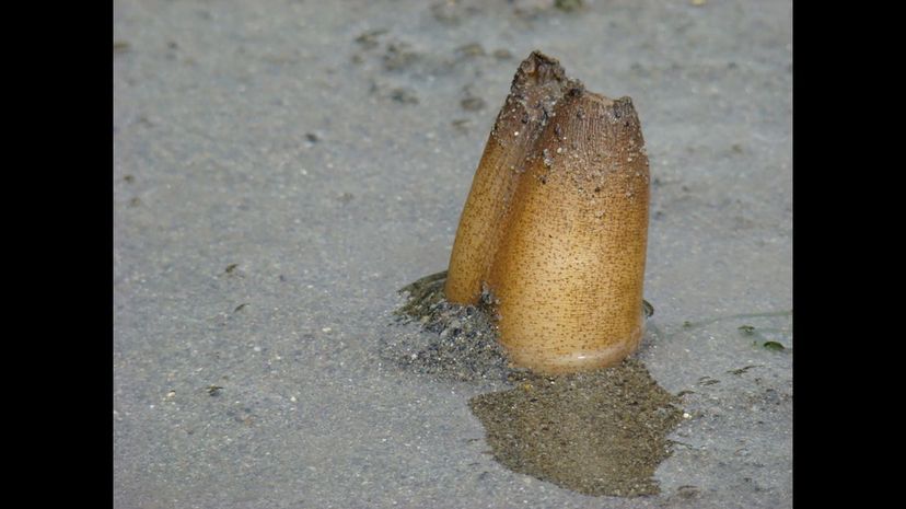 Geoduck