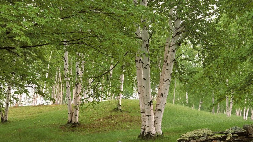 11 birch tree GettyImages-838238762