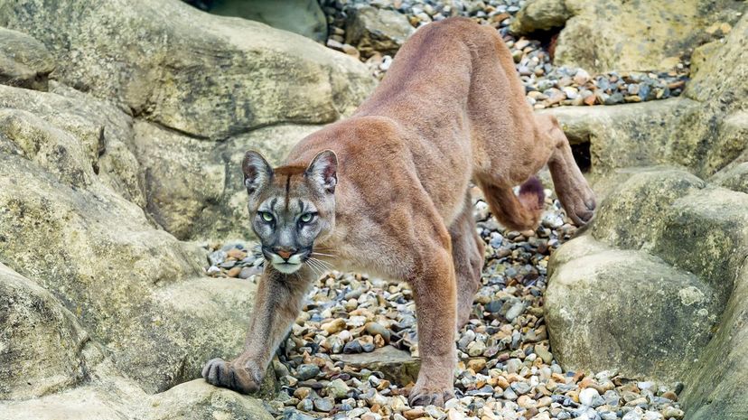 Cougar