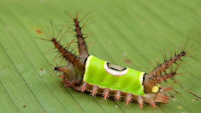 Saddleback Caterpillar