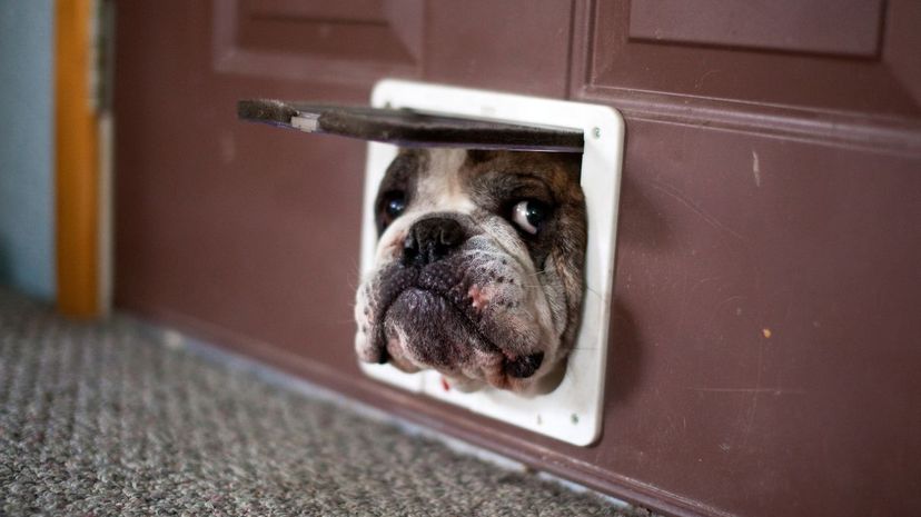 Dog-at-Door