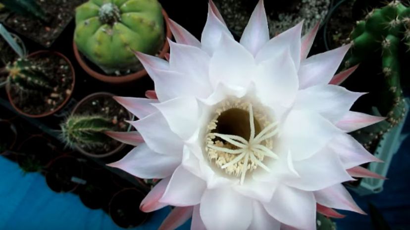 18 Easter lily cactus