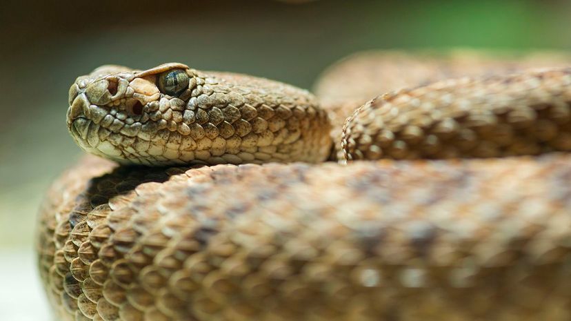 How Impressive Is Your Venomous Snakes Knowledge?