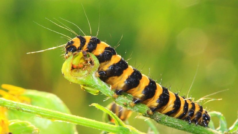 Cinnabar Moth Caterpillar